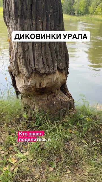 Не догрыз, короче…