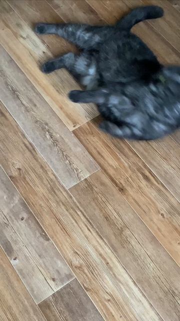 На жестких бизиках 😼