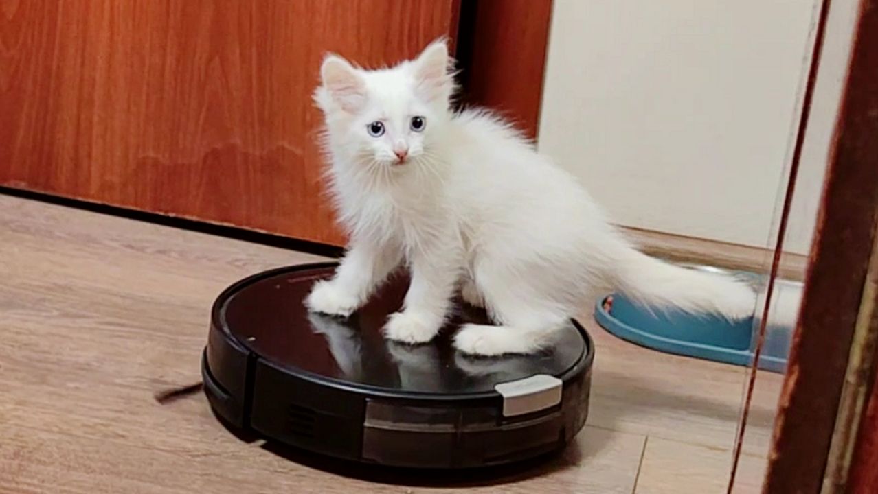 Котенок против робота-пылесоса. Часть 1.