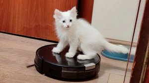 Котенок против робота-пылесоса. Часть 1.