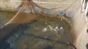 Зарыбление осетром нижнего водоёма 250 кг. Клёвое место, Лосиный остров.