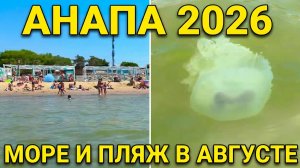 Анапа пляж август 2026 г. Городской центральный песчаный пляж. Водоросли и большие одиночные медузы.