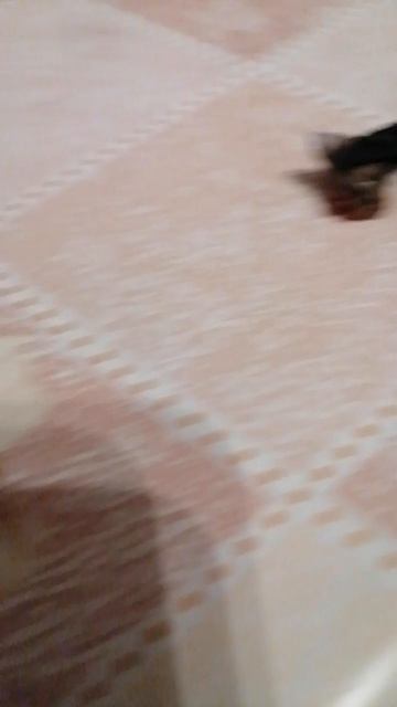 Мои твари часть 1. ЭТО НЕ САЛДАТИКИ! ЭТО ПАУТИНЫЕ КЛЕЩИ! 😱😱😱😱😱😱😱😱