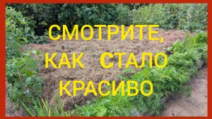 Сделала и испугалась.А вдруг сожрут?Толстенный слой мульчи.Органическое земледелие.Подготовка грядок