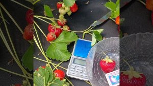 Сорт клубники «Джемма»
