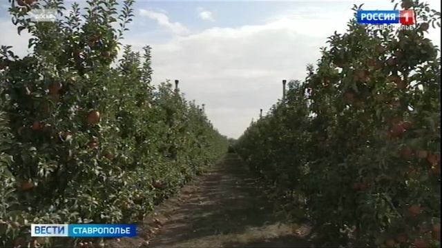 На Ставрополье начался сбор ранних яблок