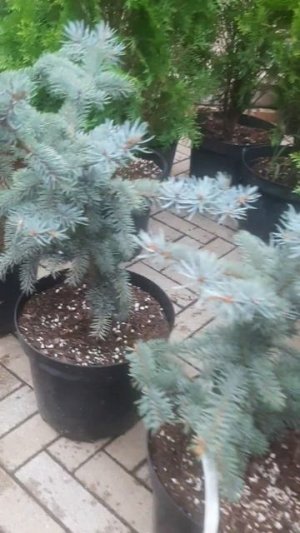 ❤🌲Ель Беби Блю Айс
✔Продажа растений в макс и телеграм канале: https://t.me/love_is_hvoiny_dvorik
🚛🪴