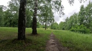 хорошо гуляю по лесу 49