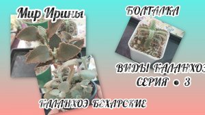 ВИДЫ КАЛАНХОЭ | СЕРИЯ ● 3 |КАЛАНХОЭ БЕХАРСКиЕ| БОЛТАЛКА ●●●