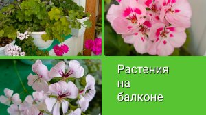 Мои растения на балконе