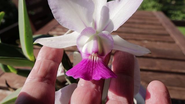Cattleya Walkeriana ‘Tokutsu’, легендарный японский культивар