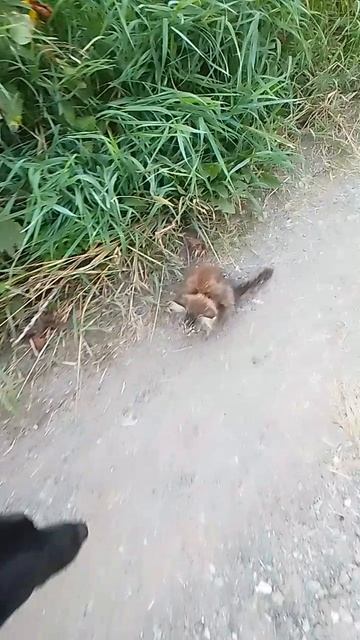Кошачий ребёнок