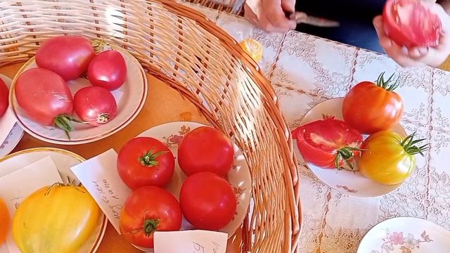 ранние томаты🍅 гибрид ,, Сарра