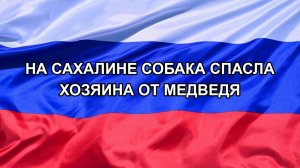 |Н. РФ| На Сахалине собака спасла хозяина от медведя