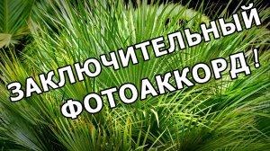 ФОТОДНЕВНИК (ЧАСТЬ 32): УВОЗИМ В СЕРДЦЕ СОЧИНСКИЙ НОЯБРЬ 2025🕊️. МОРЕ, ПАЛЬМЫ, АЭРОПОРТ, САМОЛЁТ.
