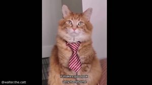Приколы с котами / Смешные коты / Коты приколы до слез