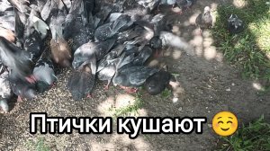 07-08-2026. Птички кушают.