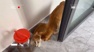 🐾 Мама-кошка подстригает шерсть на ферме и делает тигровую шапку для котят дома🐾🎩🐯