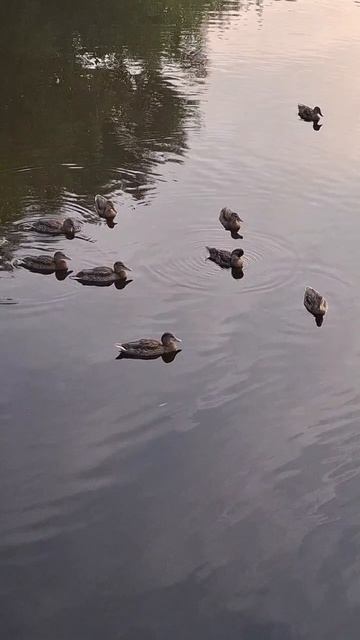 🦆🦆🦆Кряквушки🦆🦆🦆
