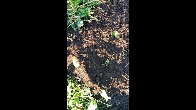 новые сорта картошки меня радуют