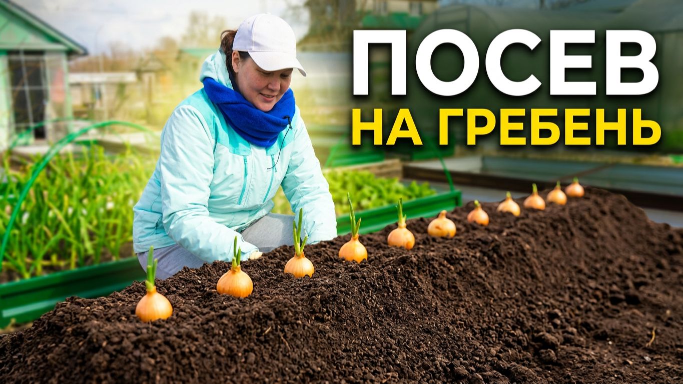 Посев лука "на гребень". Старый проверенный бабушкин способ.