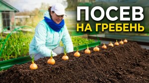 Посев лука «на гребень». Старый проверенный бабушкин способ.