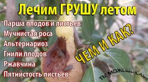 Лечим Грушу летом. ЧЕМ И КАК ВИДЕО!