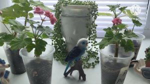 Когда лучше укоренять черенки Пеларгонии???☘️💃☘️
