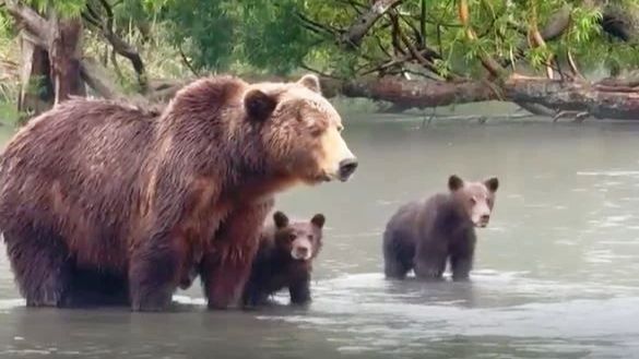 Медвежьи ясли открылись у Курильского озера на Камчатке