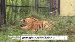ДОМ ДЛЯ «ХУЛИГАНА». Большой город 07/08/2026