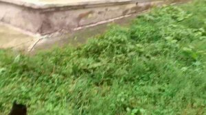 Мишке хорошо гуляется одному.