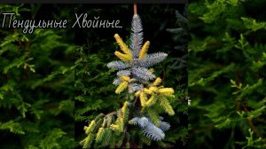 Коллекция Пендульных Хвойных🔥Часть VI 🌲 6-7.08.26 #сад #хвойные #garden #дача