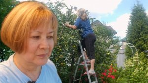 Яблонька рухнула. Ем зелёные помидоры. Подмосковная деревня.