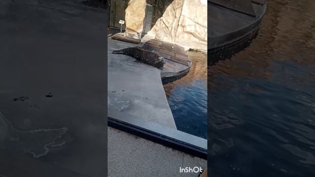 я в зоопарке часть 2