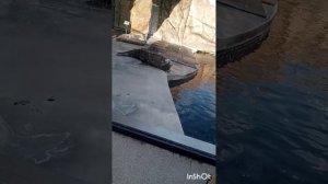 я в зоопарке часть 2