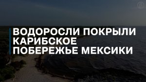 Водоросли покрыли карибское побережье Мексики