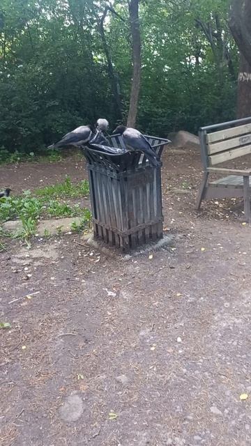 Вороны роются в мусорке