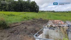 Под Зеленоградском нашли нелегальную свалку тухлого куриного мяс