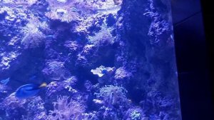 морские существа в Сочи часть 1