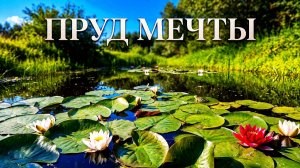 ОГРОМНОЕ количество ЦВЕТНОГО карася и ЦВЕТУЩИХ нимфей в пруду на даче!