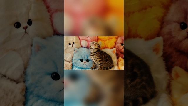 Есения Алис-Бриллиант 1м и 10 дней