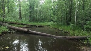 хорошо гуляю по лесу 120