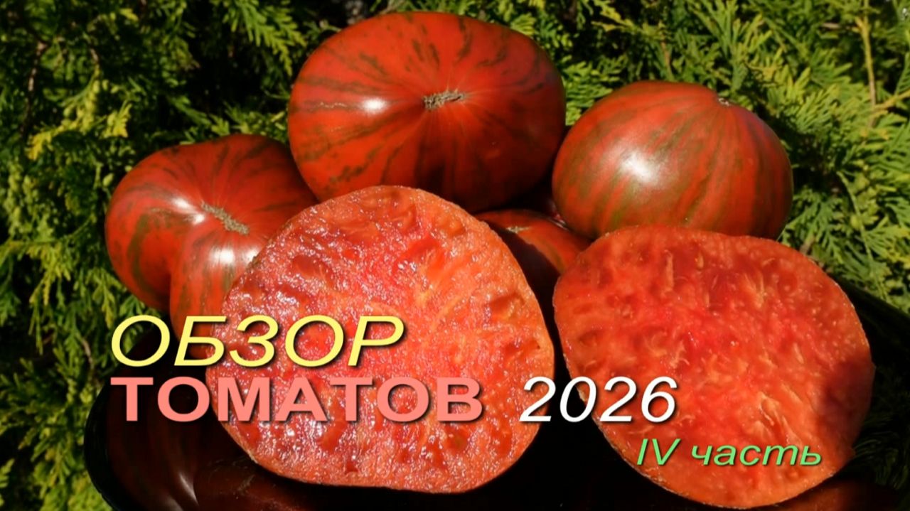 Обзор коллекционных сортов ТОМАТОВ сезона 2026. IV часть