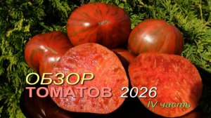 Обзор коллекционных сортов ТОМАТОВ сезона 2026. IV часть