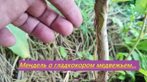 Гладкокорый медвежий орех и второй закон Менделя