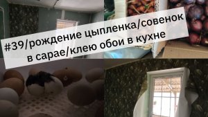 #39/рождение цыпленка/совенок в сарае/клею обои в кухне/Купили дом в Краснодарском крае