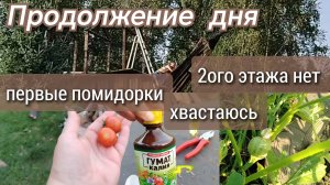Второго этажа больше нет//первые помидорки