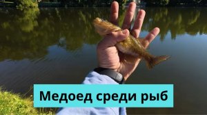 Медоед среди рыб: ротан в центре Петербурга