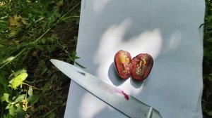 Тото Кутуньо . Донское Казачество