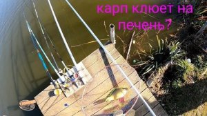 Ловлю зеркальных карпов на куриную печень и кукурузу#